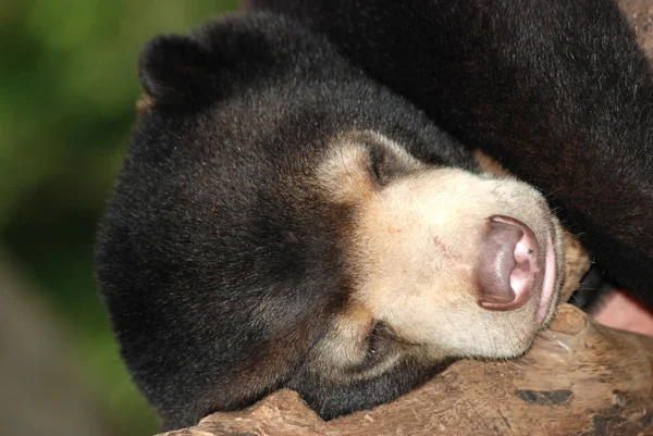 Uyku sun bear — Stok fotoğraf
