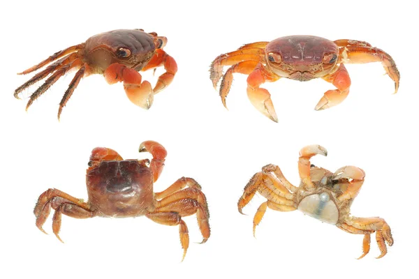 Skaldjur djur krabba ange samling — Stockfoto