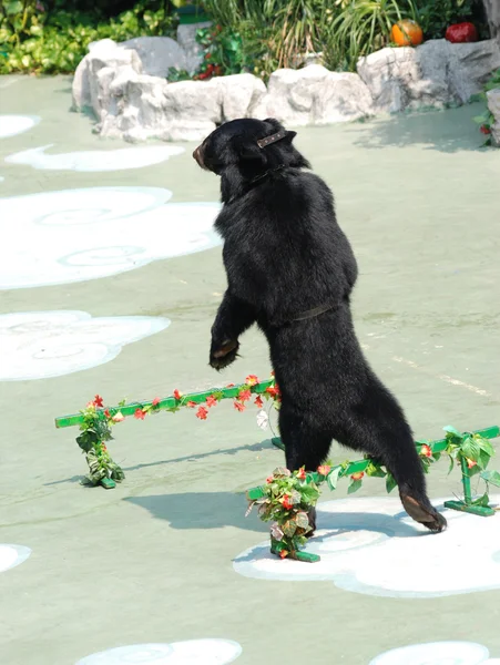 Анимальное шоу медведей — стоковое фото