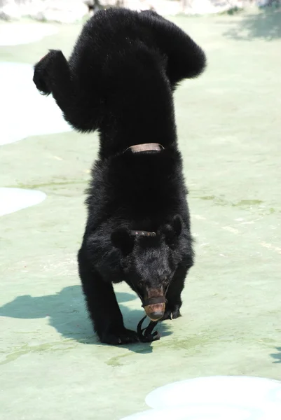 Тварина ведмідь шоу — стокове фото
