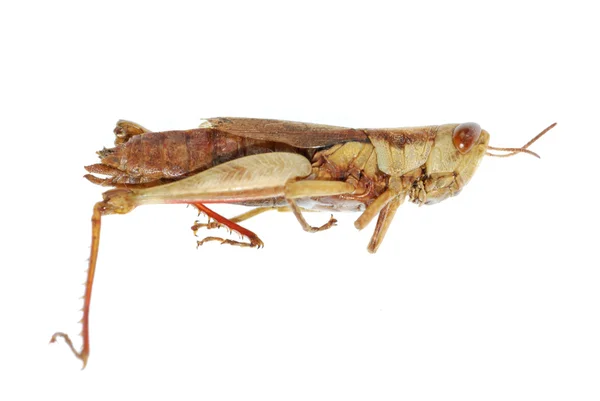 Rovar grasshopper — Stock Fotó