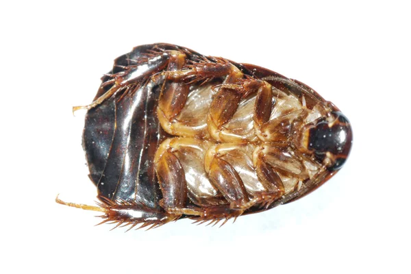 Black ground roach beetle — Stock Photo, Image