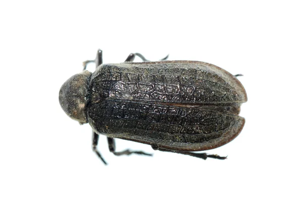 Inseto escaravelho — Fotografia de Stock