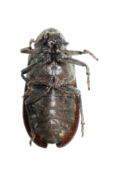 Escarabajo insecto escarabajo —  Fotos de Stock