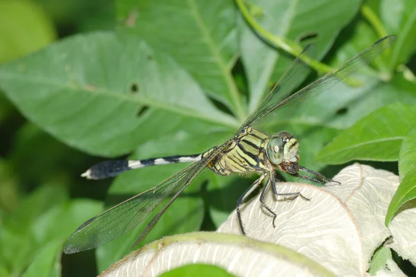 Dragonfly macro — Stock Photo, Image