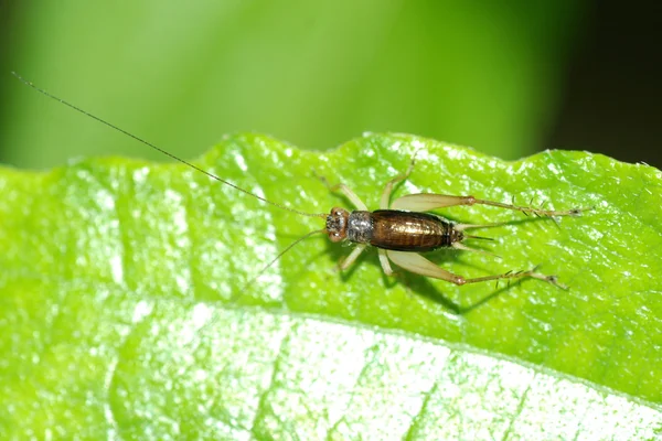 Sommar liten cricket insekt — Stockfoto