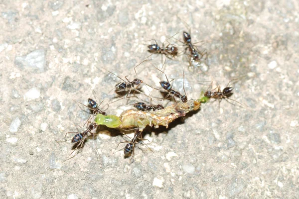Formigas atacam lagarta — Fotografia de Stock