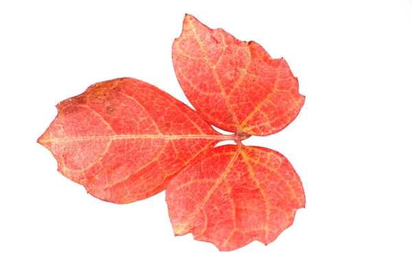 Czerwony jesień liść — Zdjęcie stockowe