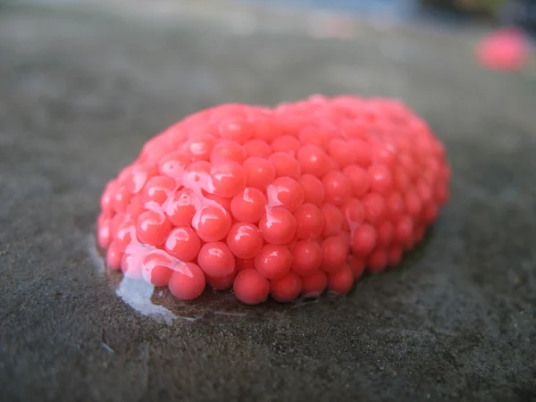 Kırmızı salyangoz yumurta — Stok fotoğraf