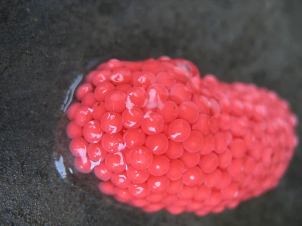 Uova di lumaca rossa — Foto Stock