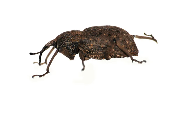 Insect snout beetle — Stock Photo, Image