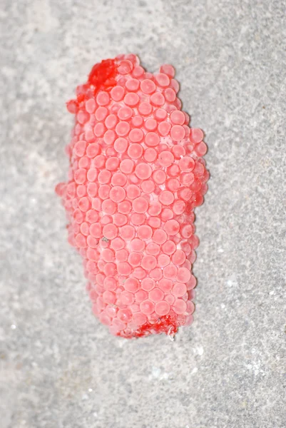 Uova di lumaca rossa — Foto Stock
