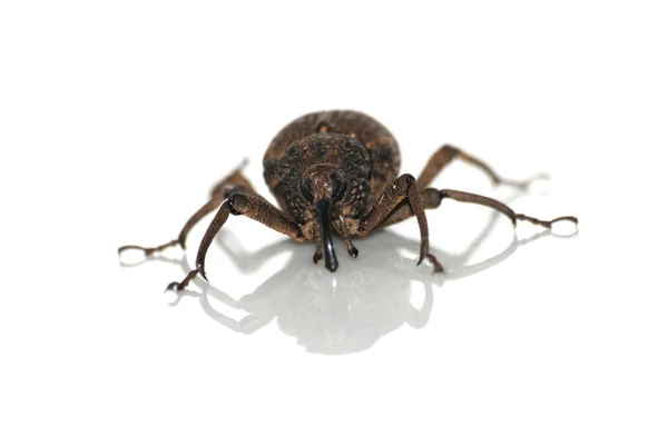 Escarabajo del hocico de insectos —  Fotos de Stock