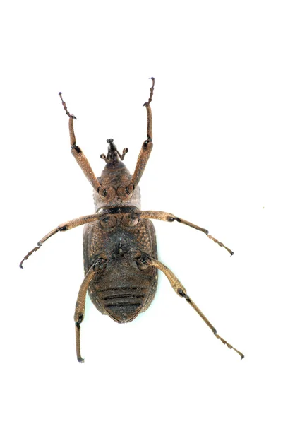 Böcek burnu böceği — Stok fotoğraf
