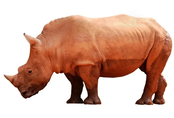 Djur rhino — Stockfoto