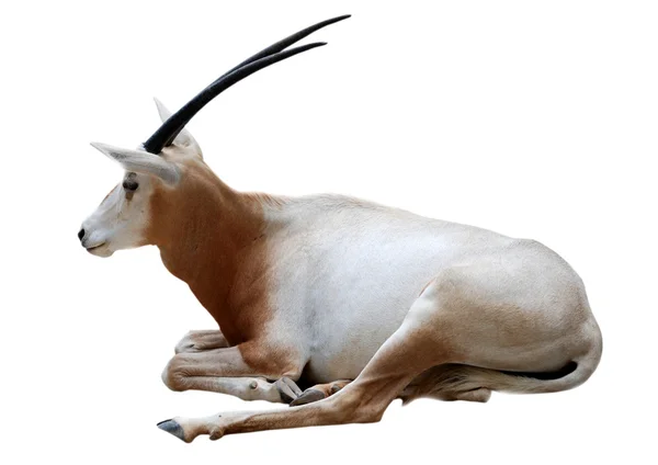 Zvířecí scimitar oryx horan — Stock fotografie