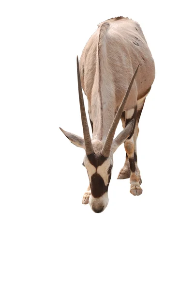 Afrikaanse oryx gemsbok geïsoleerd — Stockfoto