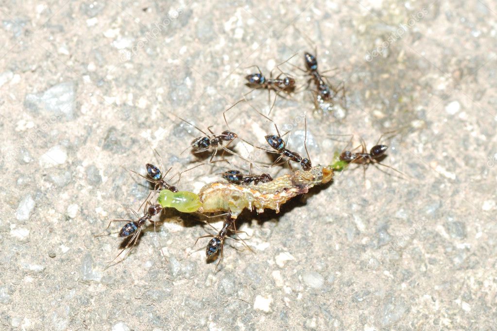 Ants attack caterpillar