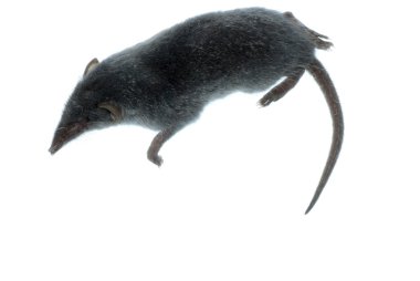 Mammal animal shrew rat clipart