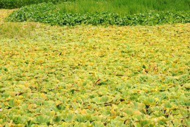 duckweed su kirliliği