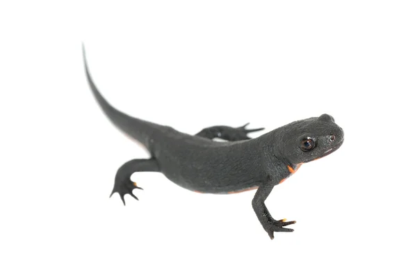 Salamandre brune isolée — Photo