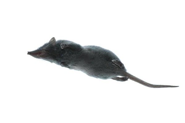 Mammal animal sprew rat — стоковое фото