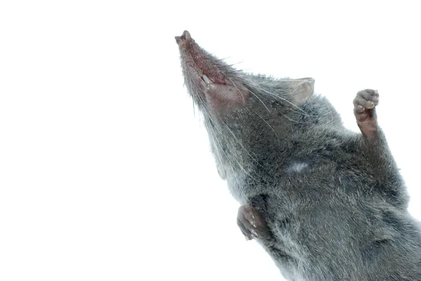 Mamífero animal rato shrew — Fotografia de Stock