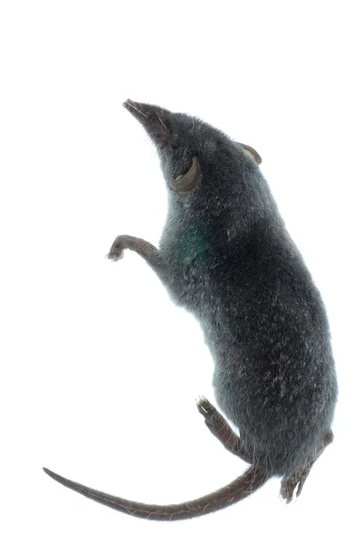 Kråkråka från däggdjur — Stockfoto