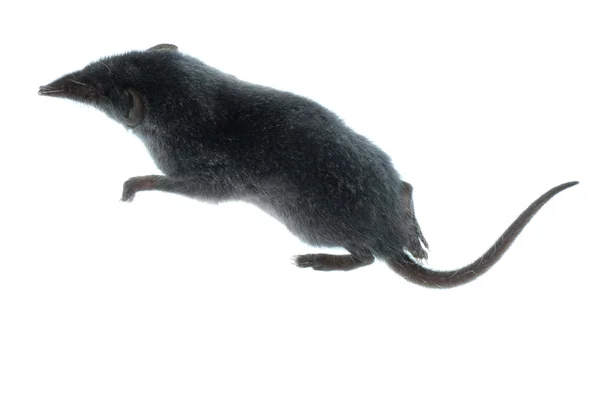 Mamífero animal rato shrew — Fotografia de Stock