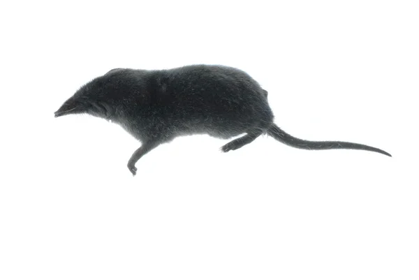 哺乳动物精明的老鼠 — 图库照片