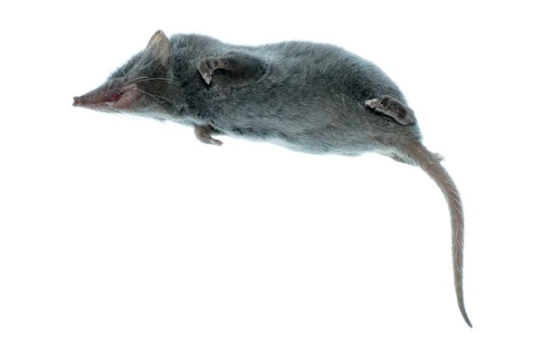 Mammal animal shrew rat — Stock Photo, Image