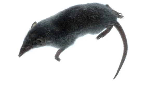 哺乳动物精明的老鼠 — 图库照片