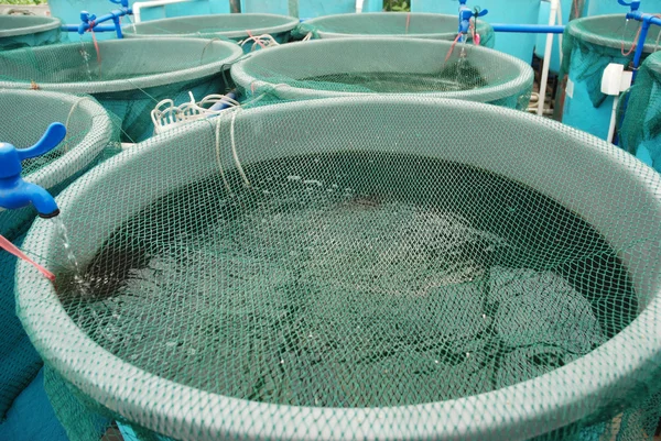 Agriculture aquaculture ferme — Photo