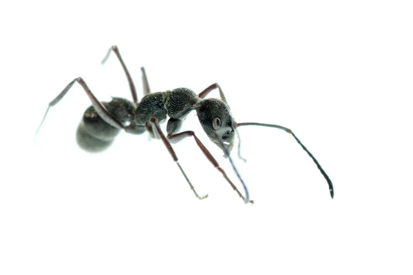 Insect mier macro geïsoleerd — Stockfoto