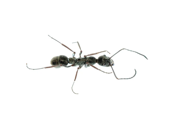 Εντόμων μυρμήγκι μακροεντολή απομονωθεί — Φωτογραφία Αρχείου