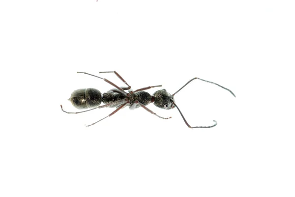 Macro di formica insetto isolato — Foto Stock
