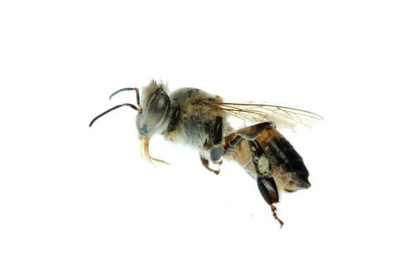격리 하는 꿀벌 곤충 매크로 — 스톡 사진