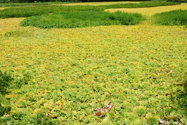 Duckweed inquinamento delle acque — Foto Stock