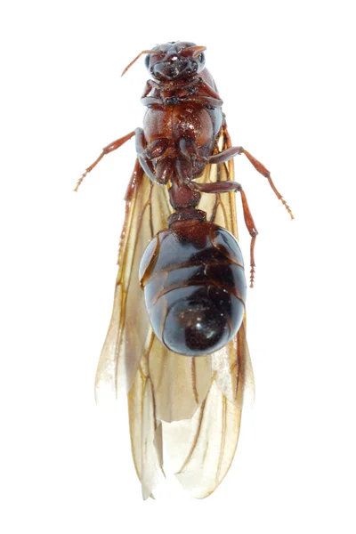 Rainha formiga inseto macro isolado — Fotografia de Stock