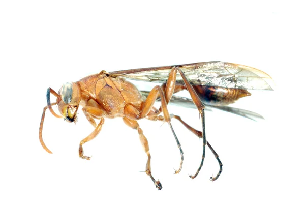 Macro insecto avispa aislado en blanco —  Fotos de Stock