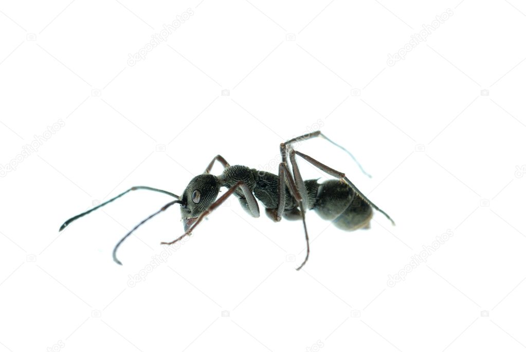 Insect ant macro isolated