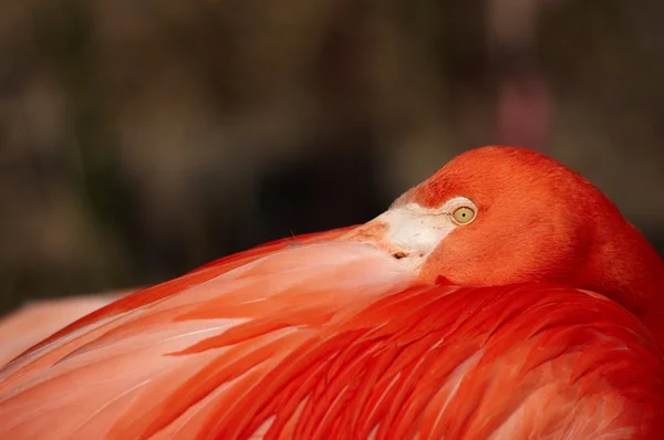 stock image Flamingo