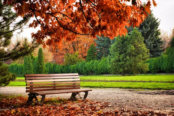 Beau banc brun dans le parc d'automne sous arbre rouge Image En Vente