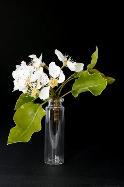 Apfelblüte im glas — Stock Photo, Image