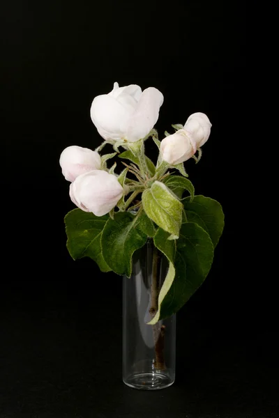 Apfelblüte im glas2 — Stock Photo, Image