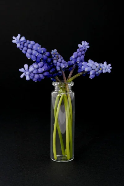 Frühlingsblume — Stock Photo, Image
