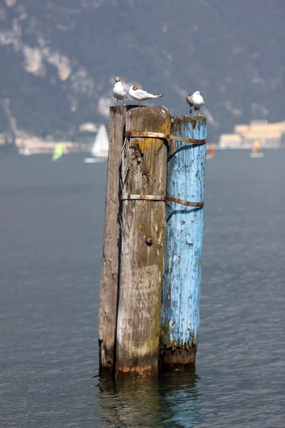 Seagulls on a mooring — Stock Photo, Image