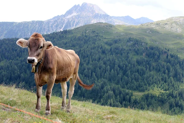 stock image Happy cows on a high alpine