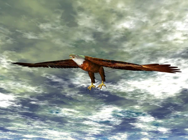 Águila voladora — Foto de Stock