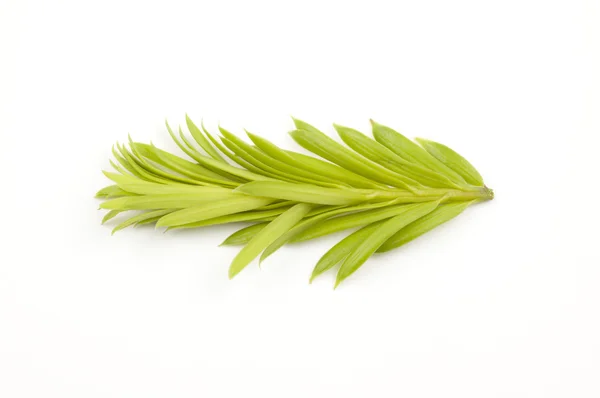 Young shoot of spruce — Stock Photo, Image
